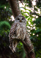 Owl