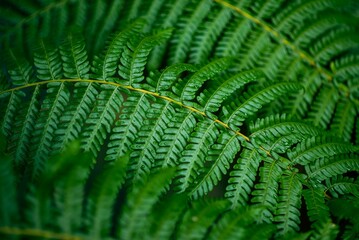 green fern leaves and water drops.green back ground.