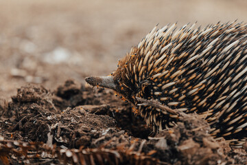 Obraz premium Echidna eating Lunch