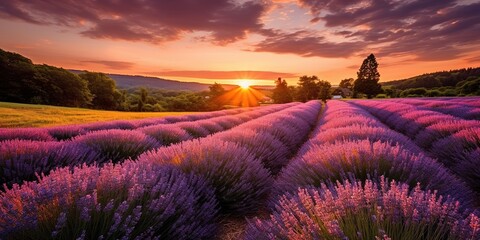 Lavender field at sunset - obrazy, fototapety, plakaty