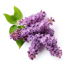 Obraz premium Lilac photo on a white background