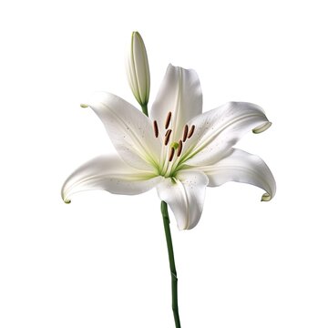 Lily photo on a white background