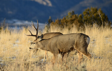 Mule deer the Rocky Mountains, with antlers. 