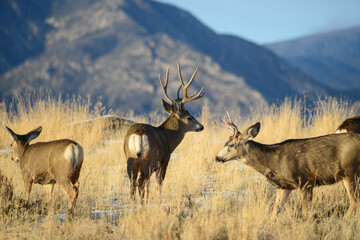 Naklejka na ściany i meble Mule deer the Rocky Mountains, with antlers. 
