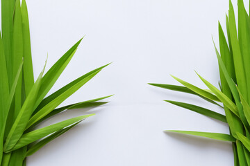 Obraz premium Captivating Bamboo Leaf Background with Elegant White Paper