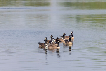 Small Flock of Canada geese (Branta canadensis) on the lake