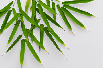 Fototapeta na wymiar Captivating Bamboo Leaf Background with Elegant White Paper