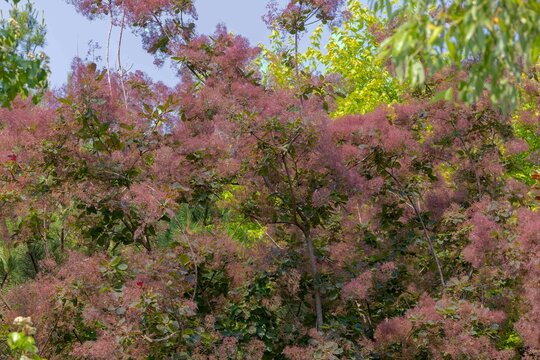 Young lady - smokebush (Cotinus coggygria)  Rhus cotinus, the European smoketree, Eurasian smoketree, smoke tree, smoke bush, Venetian sumach, or dyer's sumach