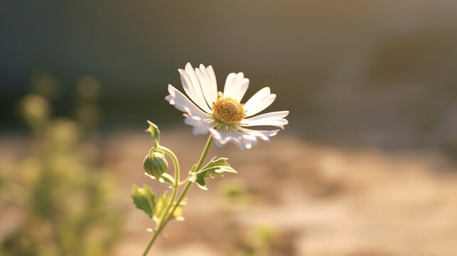 daisy in the field HD 8K wallpaper Stock Photographic Image