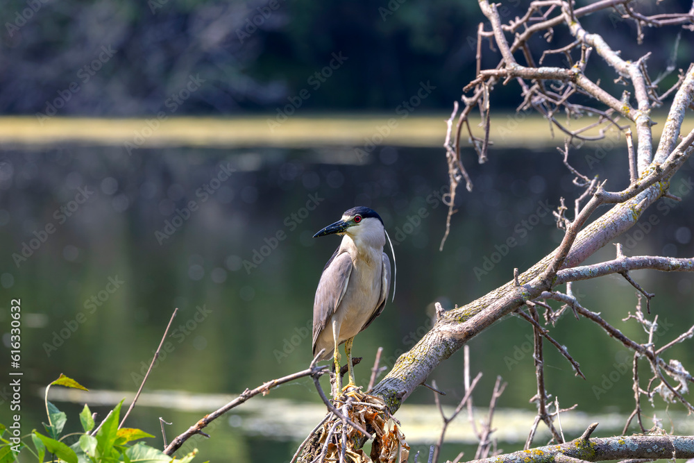 Sticker The black-crowned night heron (Nycticorax nycticorax) in the park