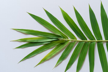 Beautiful Pandan Leaf Background with White Paper A Refreshing and Serene Combination