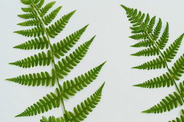 Fototapeta na wymiar Enchanting Fern Leaf Background with Gorgeous White Paper