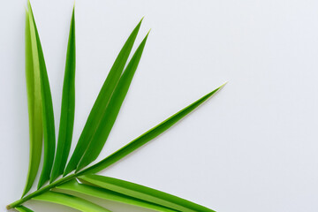 Beautiful Pandan Leaf Background with White Paper A Refreshing and Serene Combination