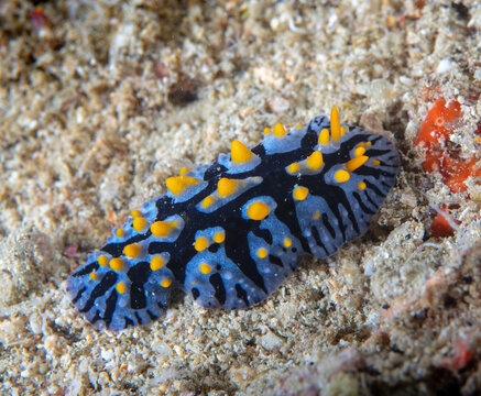 Nudibranch