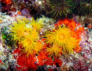 Fototapeta na wymiar Cup coral 