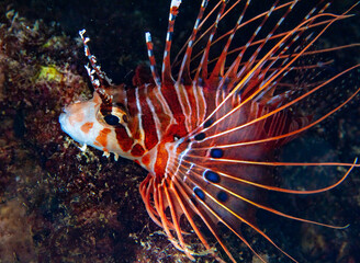 LIonfish