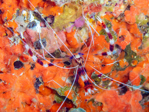 Banded cleaner shrimp