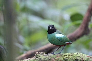 Sunda Hooded Pitta (Pitta sordida mulleri) in Sabah, North Borneo, Malaysia, North Borneo, Malaysia