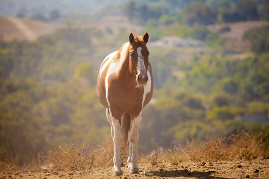 Pinto Horse in pasture, California, USA