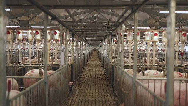 Paddocks on a pig farm, pigsty, pig breeding, paddocks with sows, pig farm