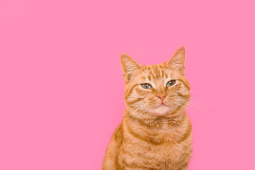 Fototapeta na wymiar Cute ginger cat on pink background, closeup