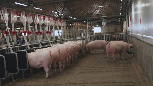 Sows eat on a pig farm, feeding sows with dry food, pig farm