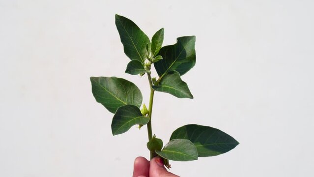 Ashwagandha known as Withania somnifera plant growing. Indian powerful herbs, poison gooseberry, or winter cherry. Ashwagandha is herb benefits for weight loss, healthcare and reduce stress
