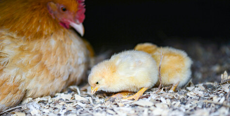 baby yellow chickens with the mother in a farm yard