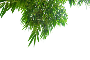 Bamboo leaves on a white background,PNG file.