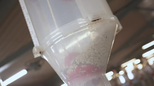 Filling of feed for pigs, automatic feeding of feed on a pig farm