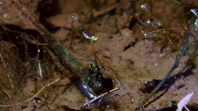 damselfly resting on branch over river in forest