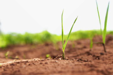 .Farmer's crops grow out of the ground.