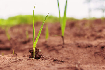 .Farmer's crops grow out of the ground.