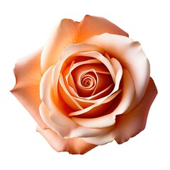 Photo of a rose with on a white background