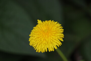 たんぽぽ　春　花