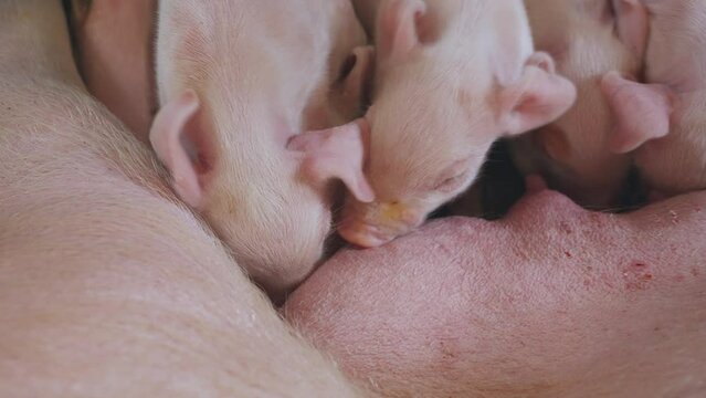 Sow feeds small piglets, piglets drink sow's milk, pig feeds children, pig farm