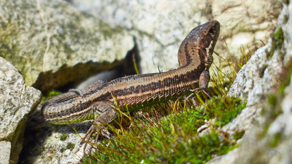 The lizard is basking on the stones.