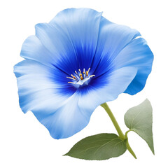 Blue Morning Glory flower floral  and green leaf png file transparent, closeup or macro by Ai generative