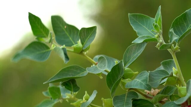 Ashwagandha known as Withania somnifera plant growing. Indian powerful herbs, poison gooseberry, or winter cherry. Ashwagandha is herb benefits for weight loss, healthcare and reduce stress