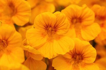 Yellow Nasturtium Flowers In Bloom