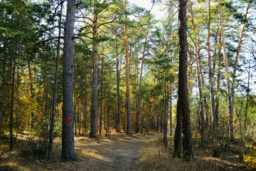 Autumn forest landscape with a path between the trees