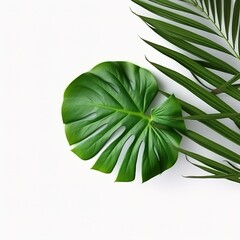 Fototapeta na wymiar Tropical nature green palm leaf on white background