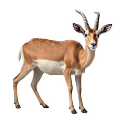 antelope isolated on transparent background cutout
