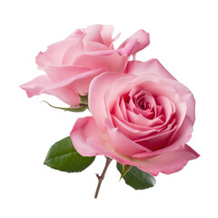 pink rose isolated on transparent background cutout - obrazy, fototapety, plakaty