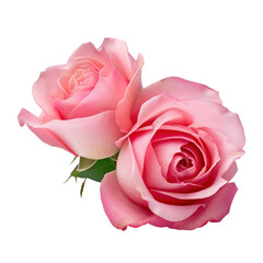 pink rose isolated on transparent background cutout