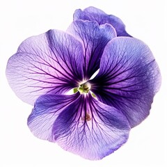 Violet photo with on a white background