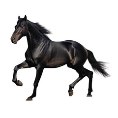 Fototapeta na wymiar black horse isolated on transparent background cutout