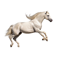 Fototapeta na wymiar white horse running isolated on transparent background cutout