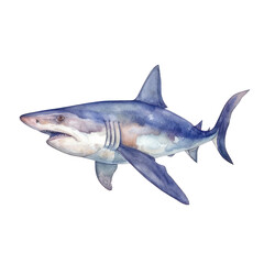 Obraz premium great white shark watercolor isolated on transparent background cutout