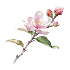 pink cherry blossom watercolor isolated on transparent background cutout
